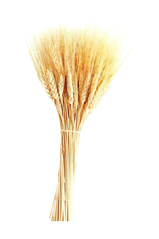 40 cm 1 Bund Natur Organisation Trockenblume Natur Spike Weizen Ohr