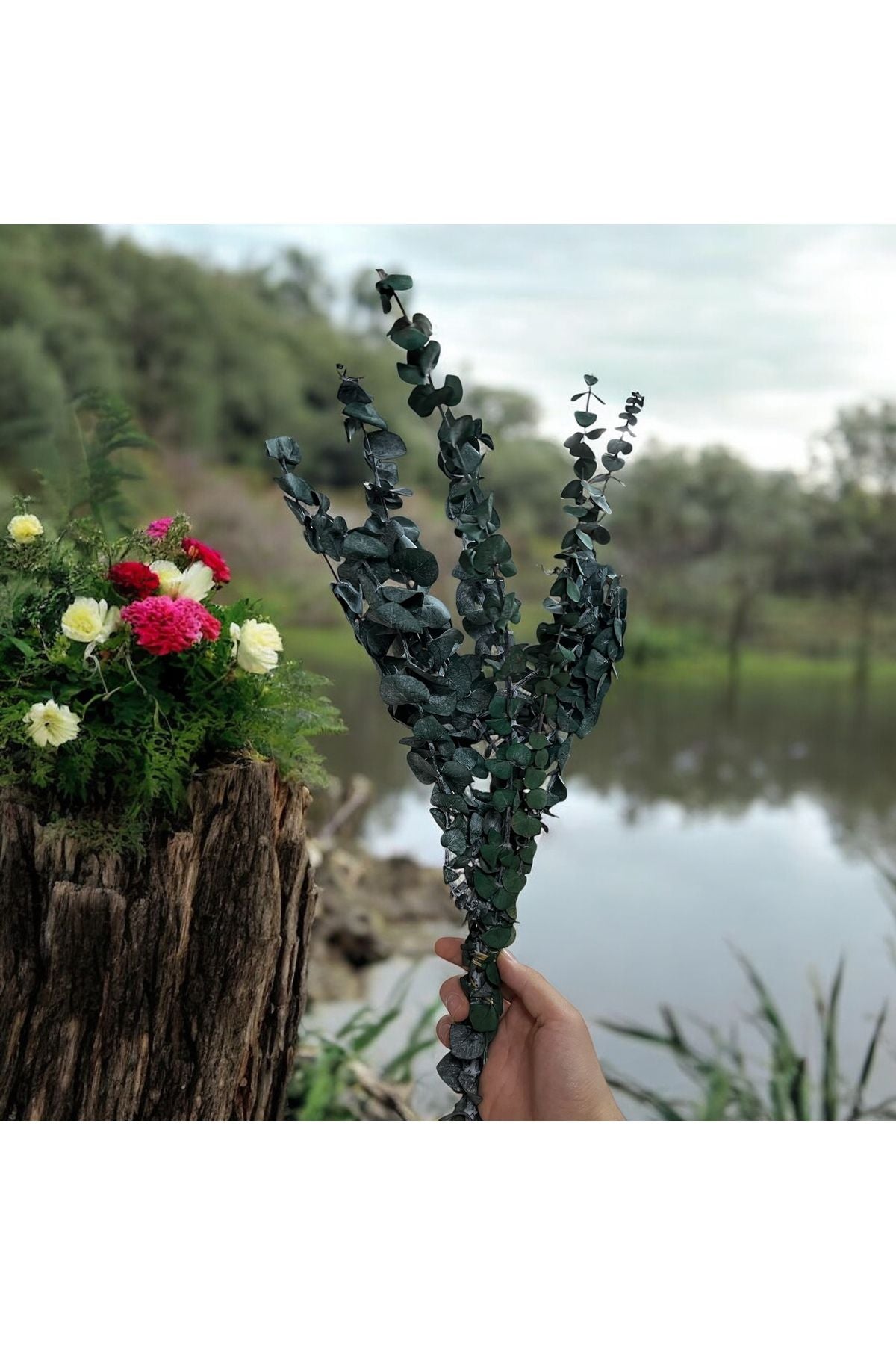 Schockierter echter duftender Eukalyptusblütenstrauß, Schockierte getrocknete Blume